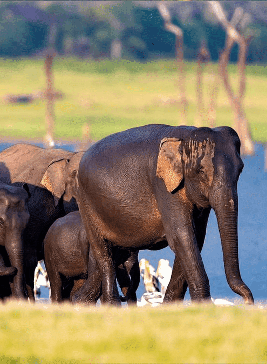 Kaudulla or Minneriya National Park Safari